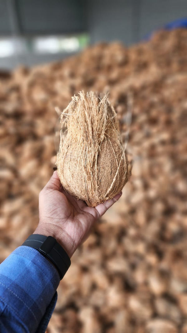 Brown Coconut