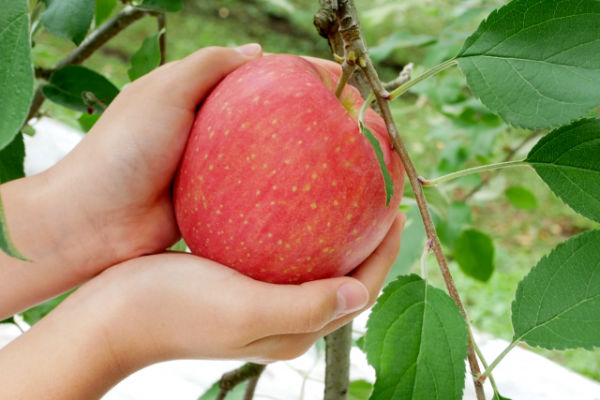 Fuji Apples