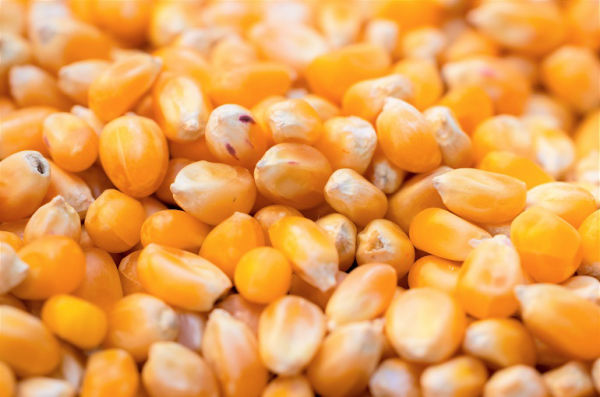 Maize Corn